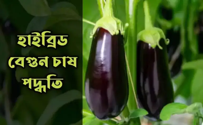 হাইব্রিড বেগুন চাষ পদ্ধতি