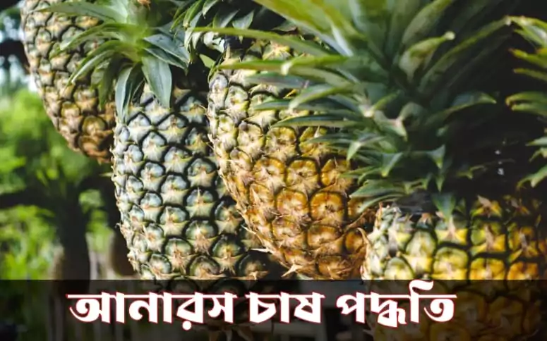 আনারস চাষ পদ্ধতি