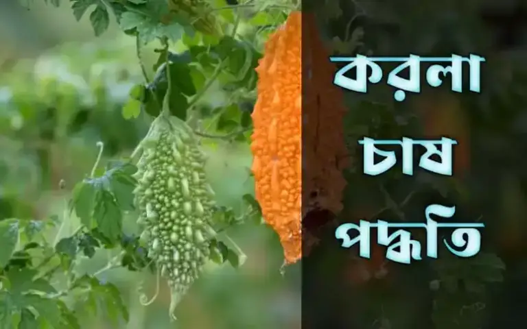 করলা চাষ পদ্ধতি