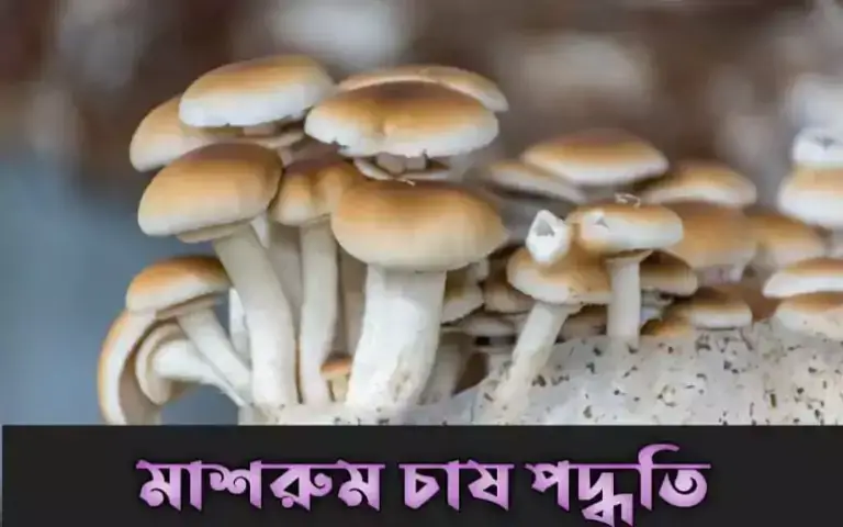 মাশরুম চাষ পদ্ধতি