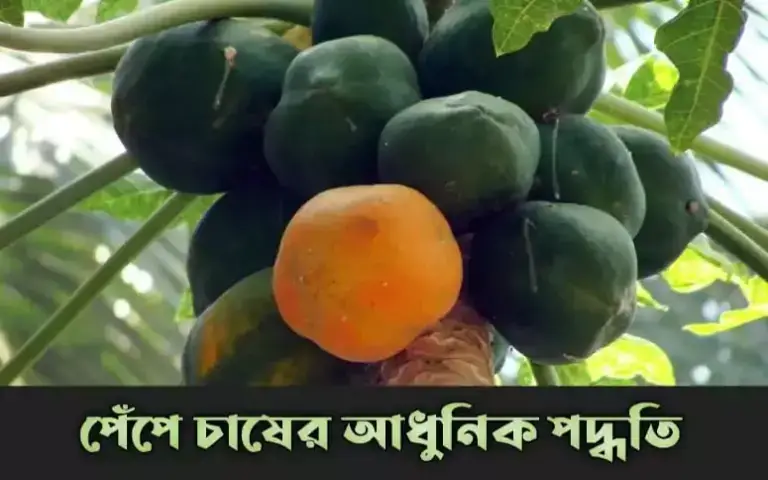 পেঁপে চাষের আধুনিক পদ্ধতি